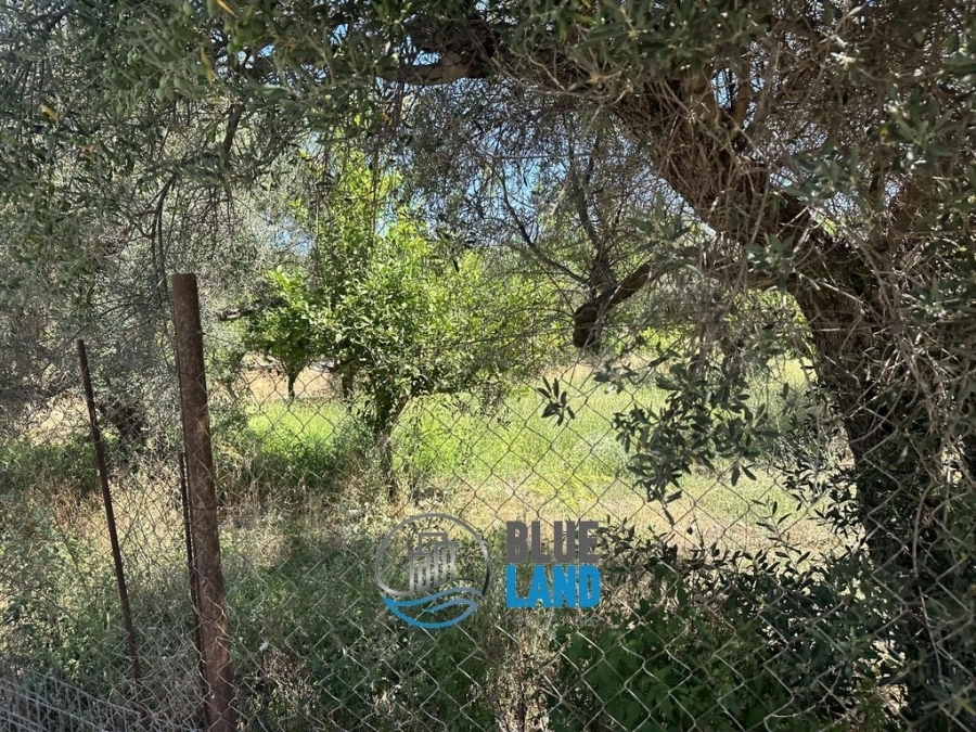 (For Sale) Land Agricultural Land  || Achaia/Rio - 4.870 Sq.m, 200.000€ 